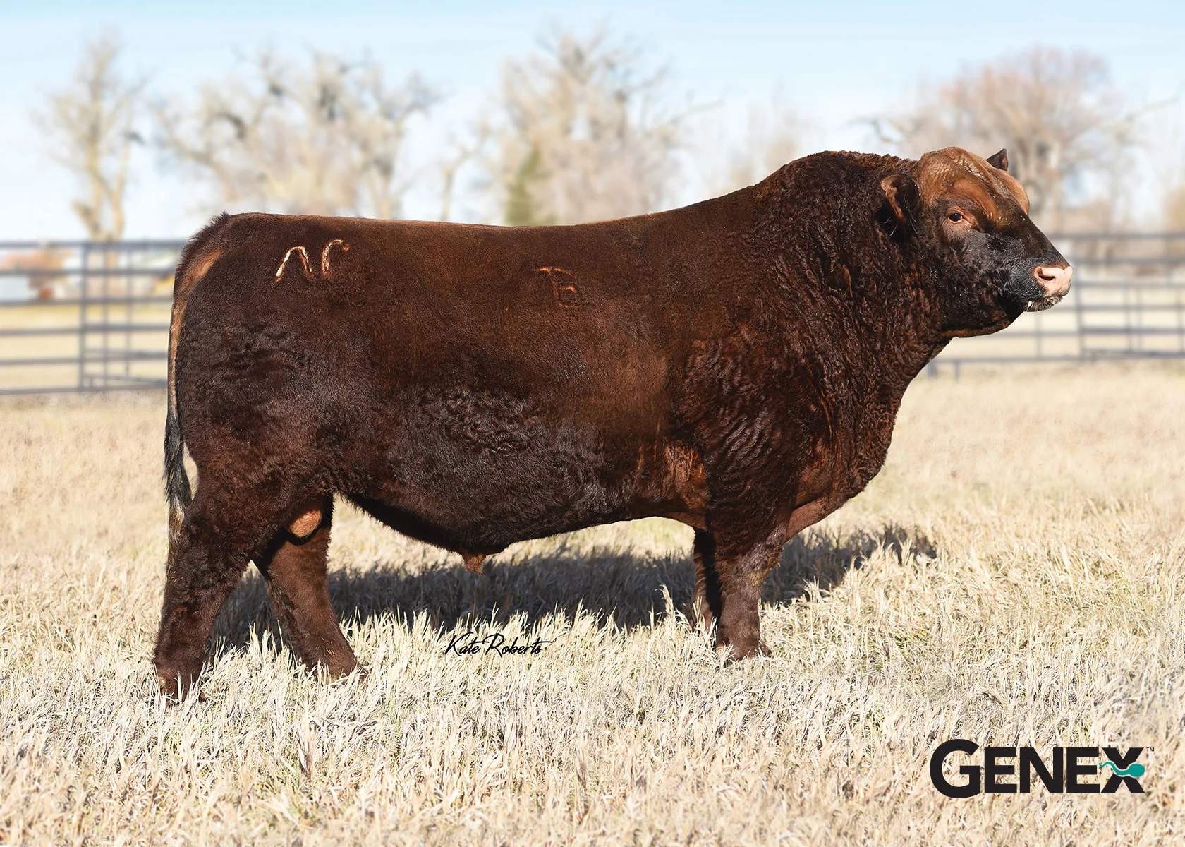 sire: WFL MERLIN 018A