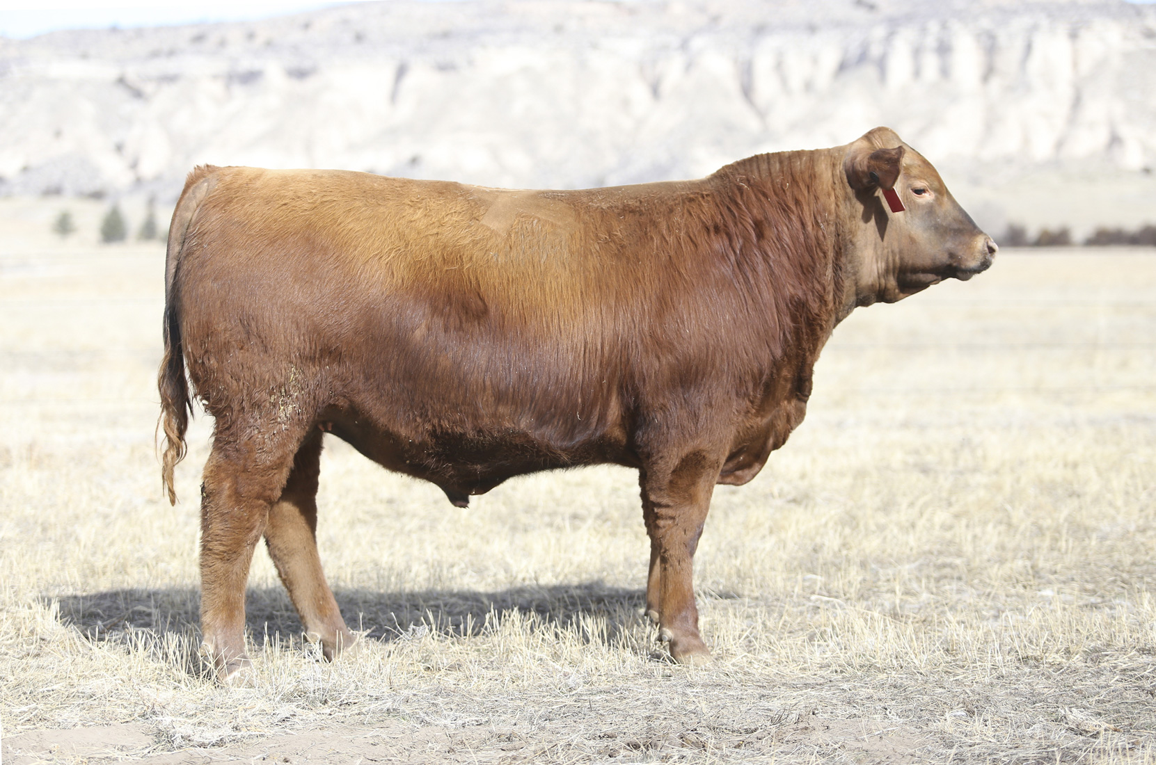   SCHULER RANCH HAND F606, son of Top Hand  