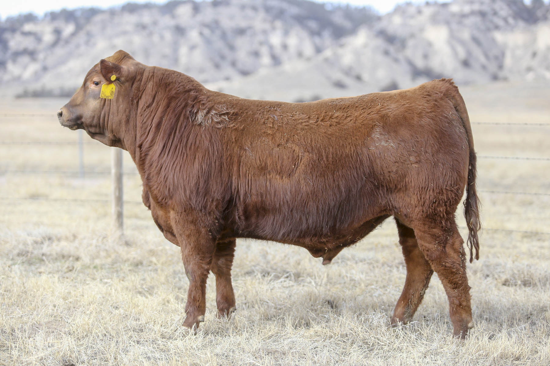 Rebel son - Lot 13 in our 2019 Sale