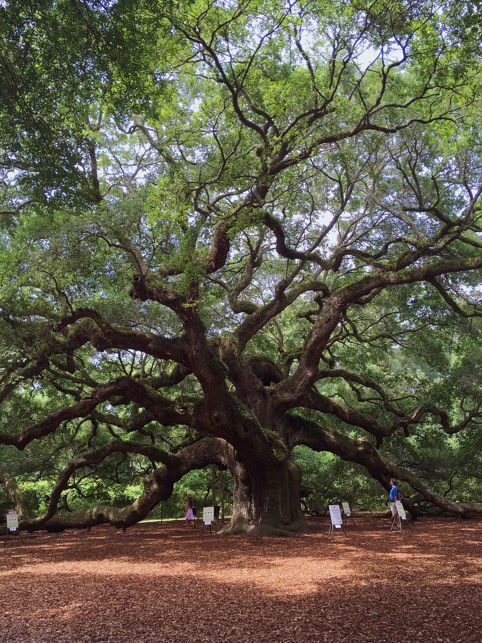 The Angel Oak Tree
