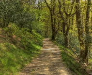 The Little Known Path To Becoming A Great Cellist