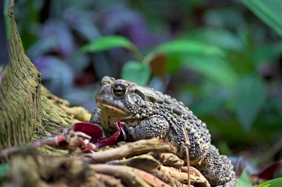 amphibian-in-tropical-conservatory.jpg