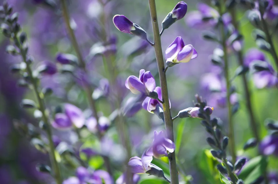 blue-false-indigo.jpg