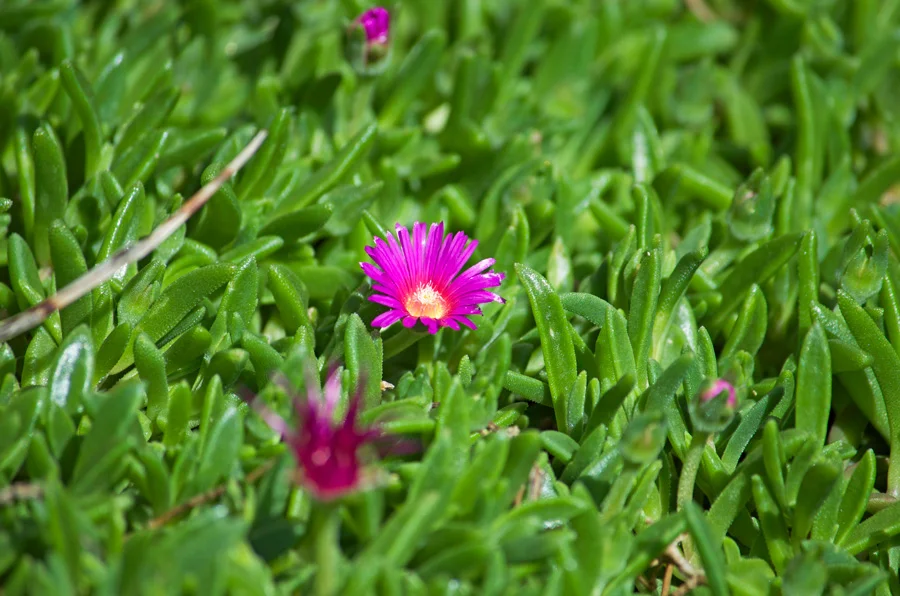 Delosperma-sutherlandii-iceplant.jpg