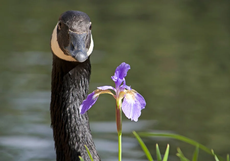 goose-iris.jpg