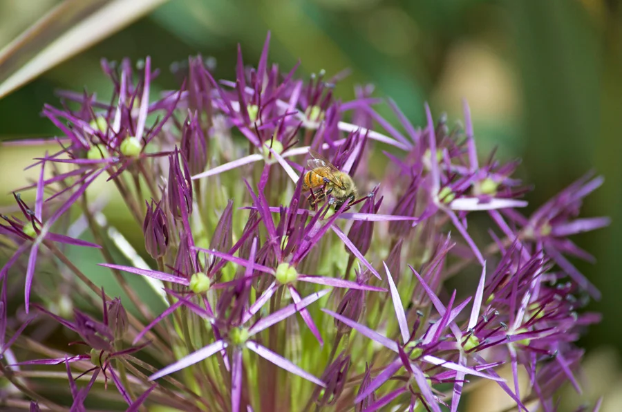 Honey-bee-on-star-of-persia.jpg