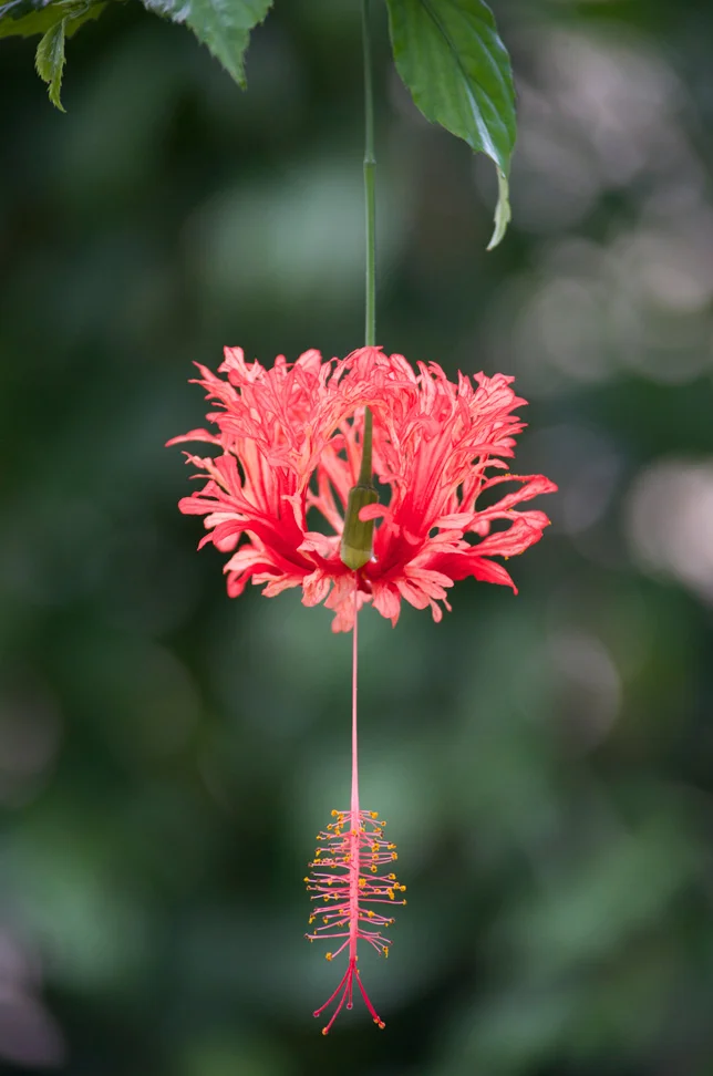 Japanese-hibiscus.jpg