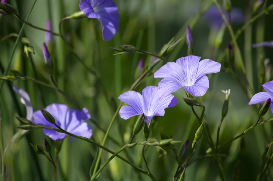 Narbonne-Flax.jpg