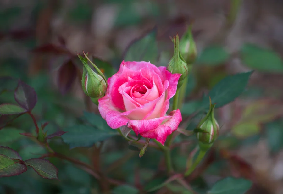 pink-rose.jpg