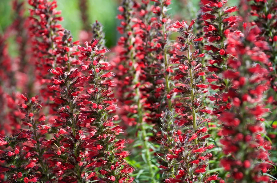 red-feathers.jpg