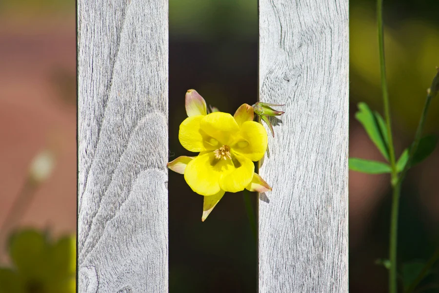 yellow-flower-bench.jpg