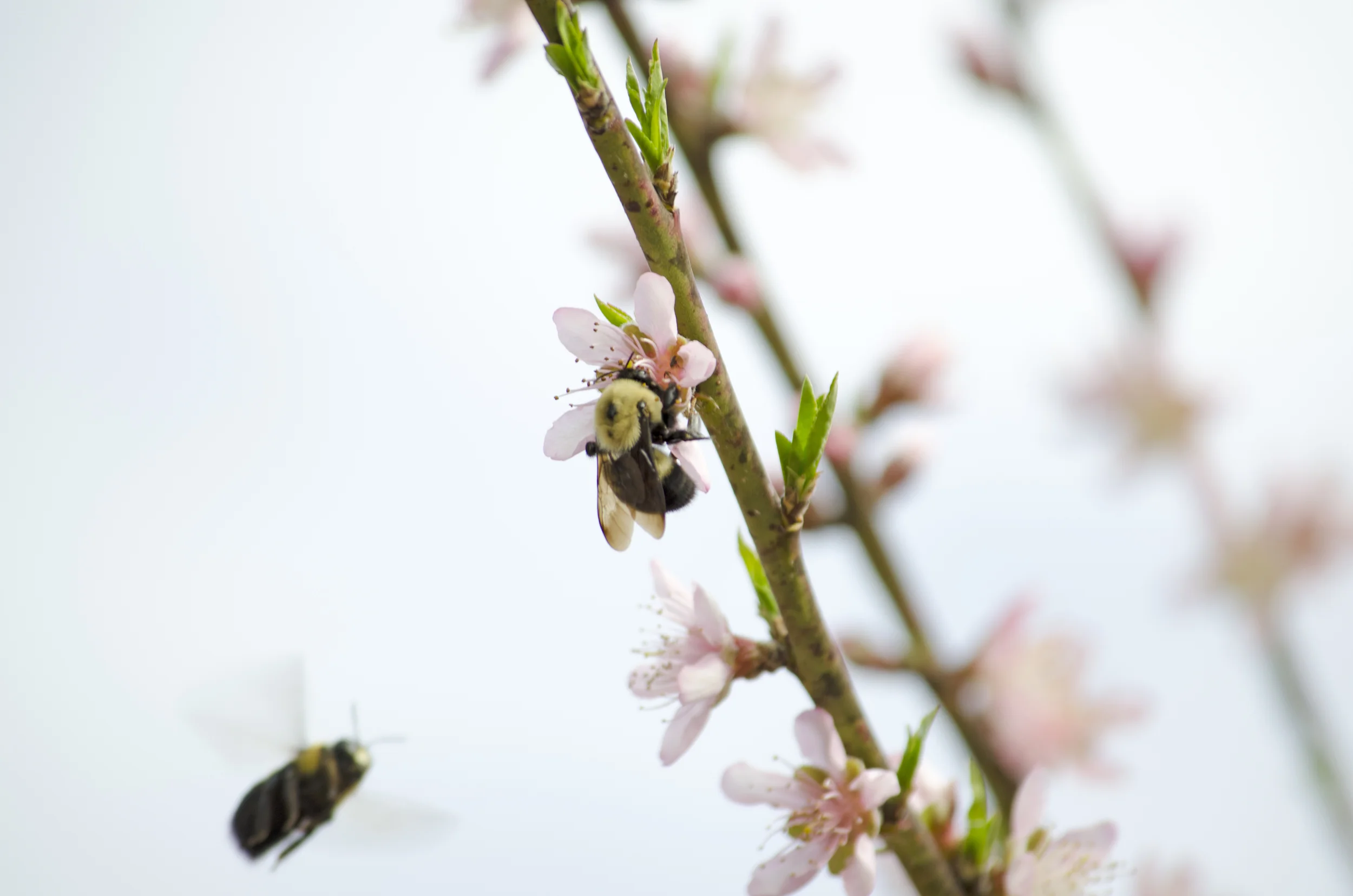 bee-on-tree-with-bee-background.jpg