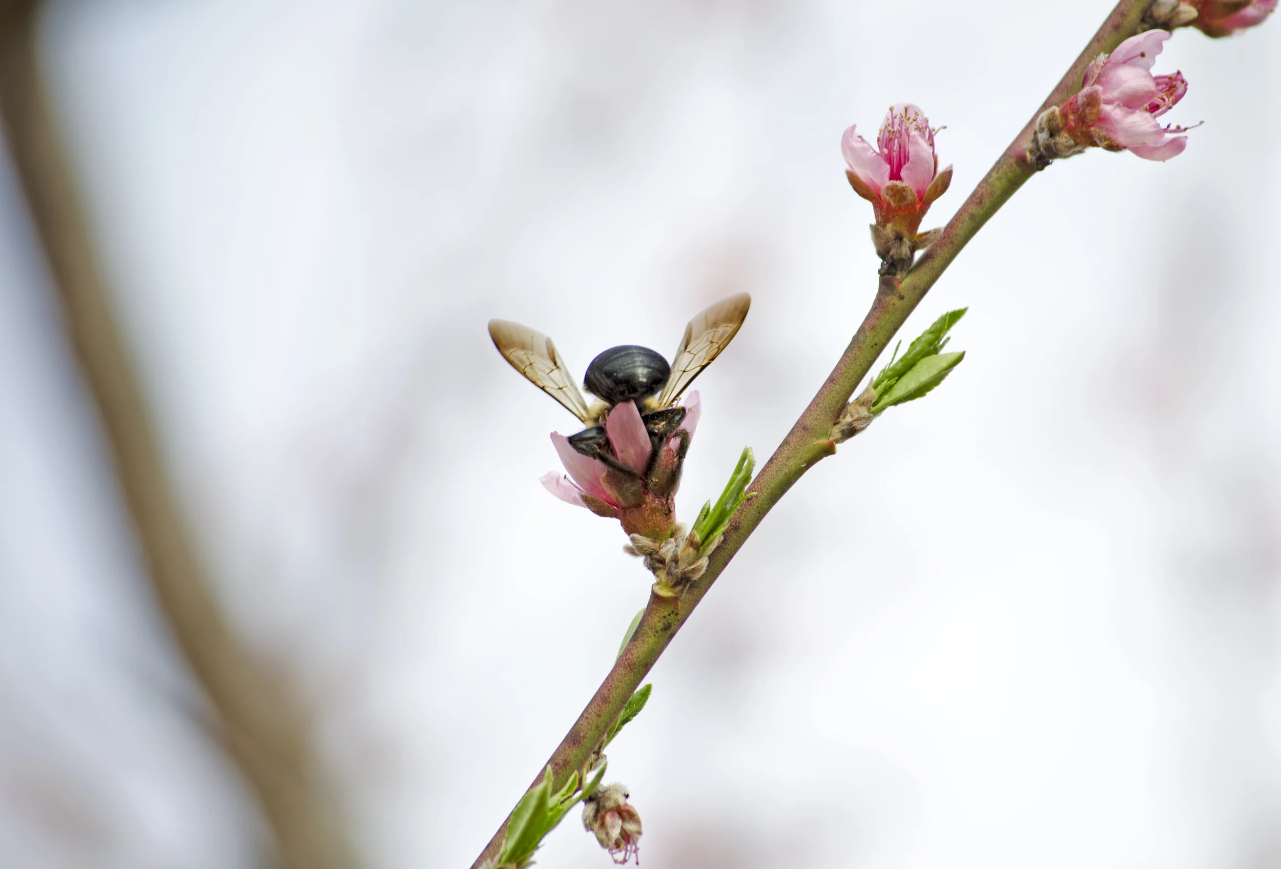 bee-on-blossoming-tree.jpg