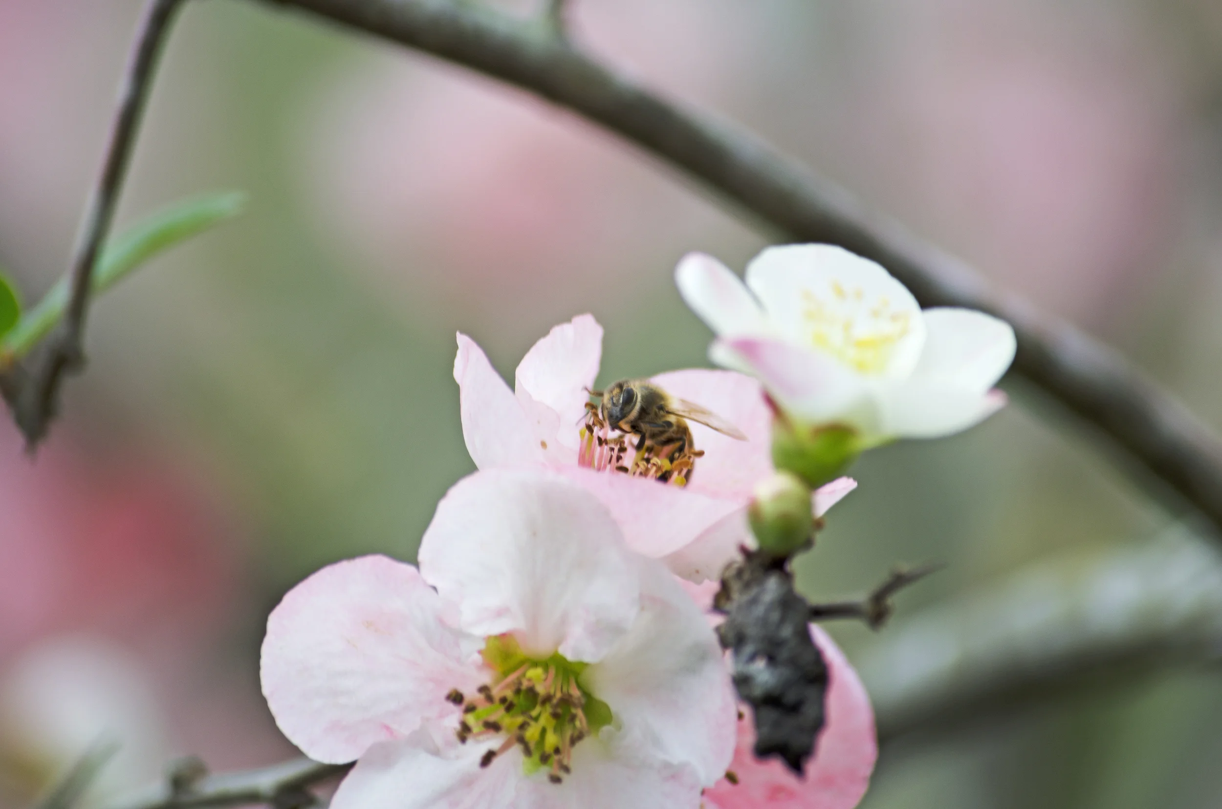 honey-bee-cherry-blossom.jpg