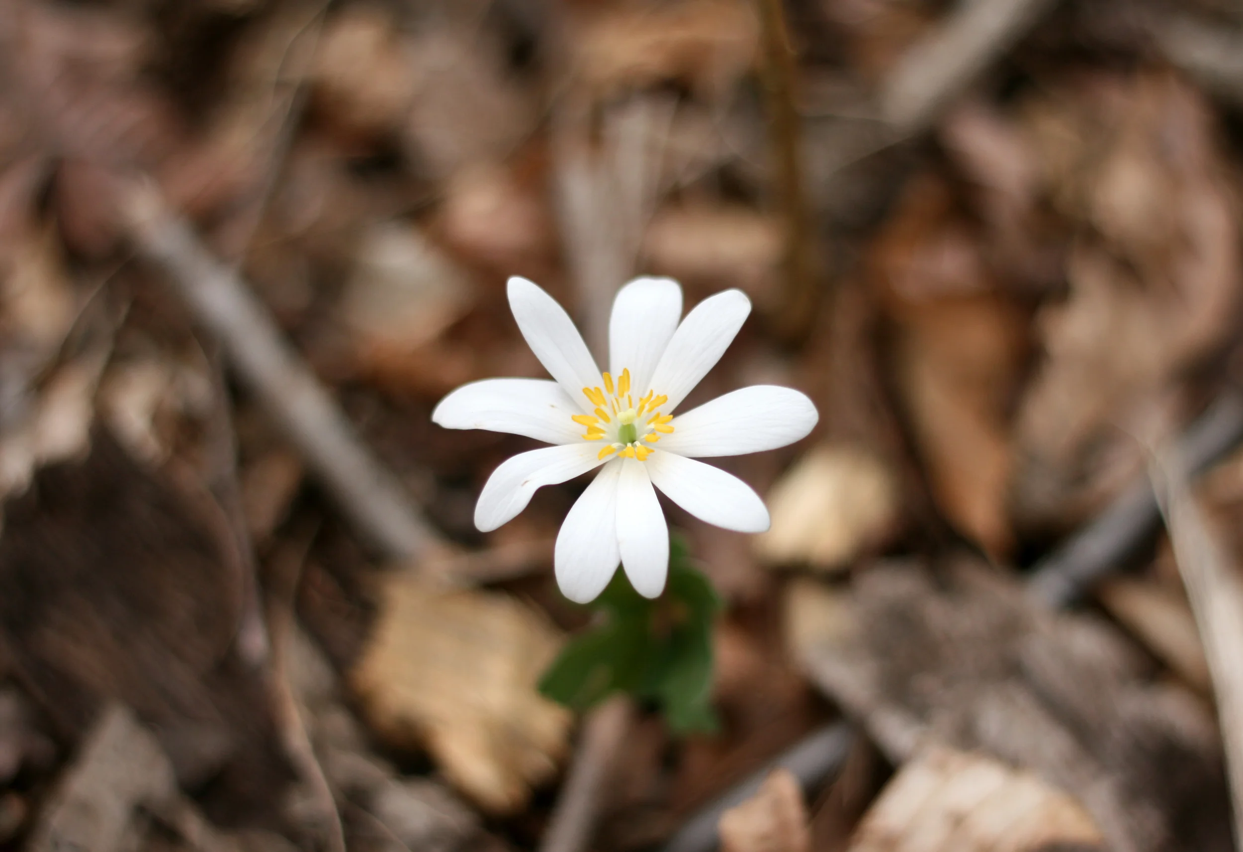 tiny-white-flower.jpg