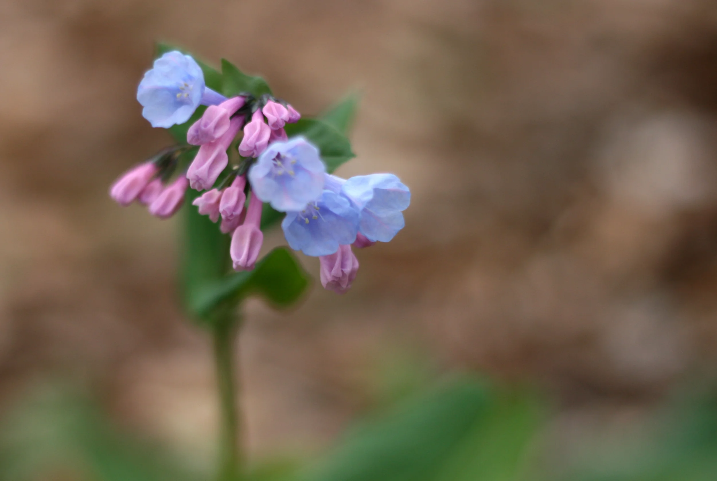 virginia-bluebell.jpg