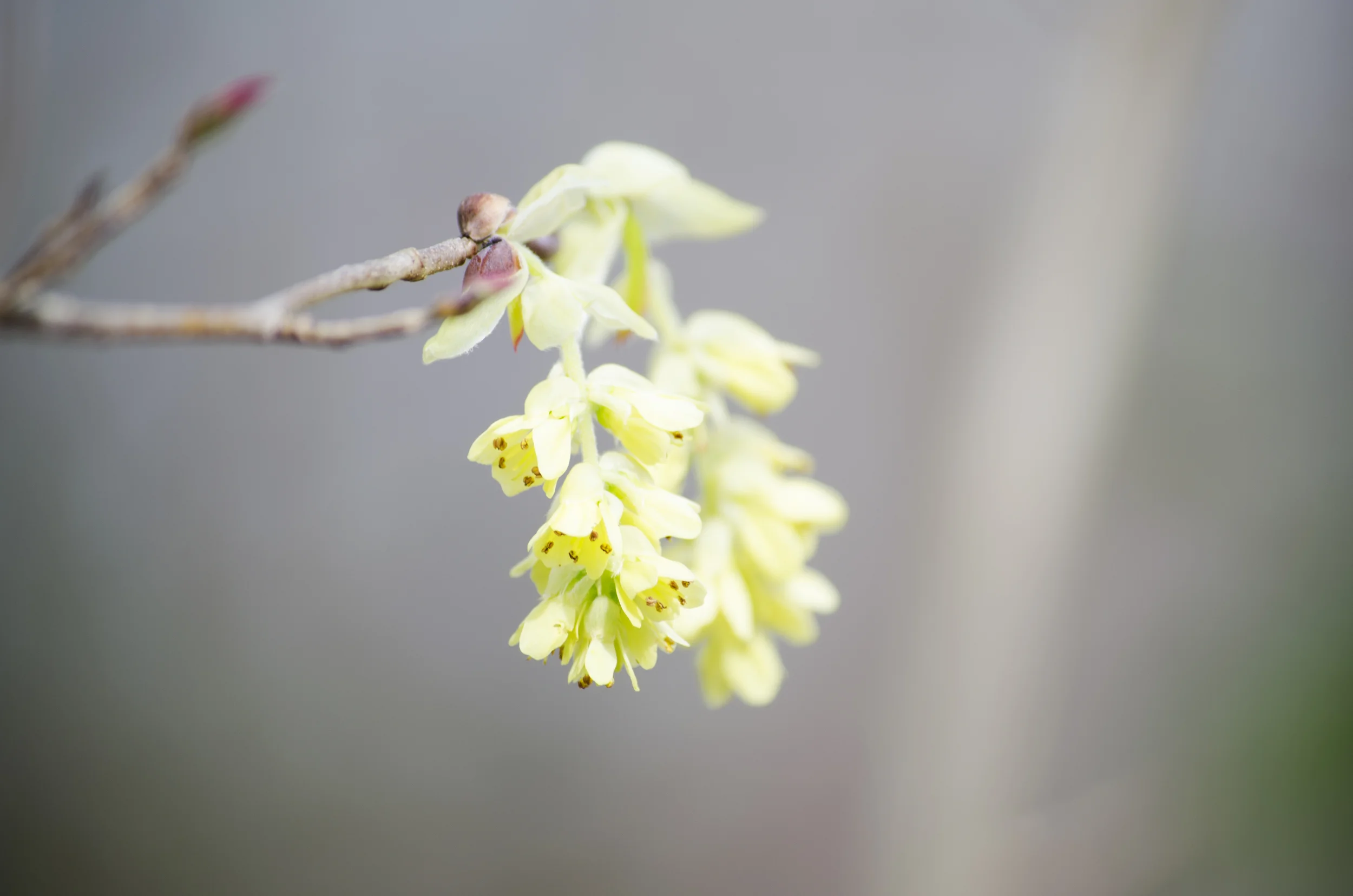 winter-hazel.jpg