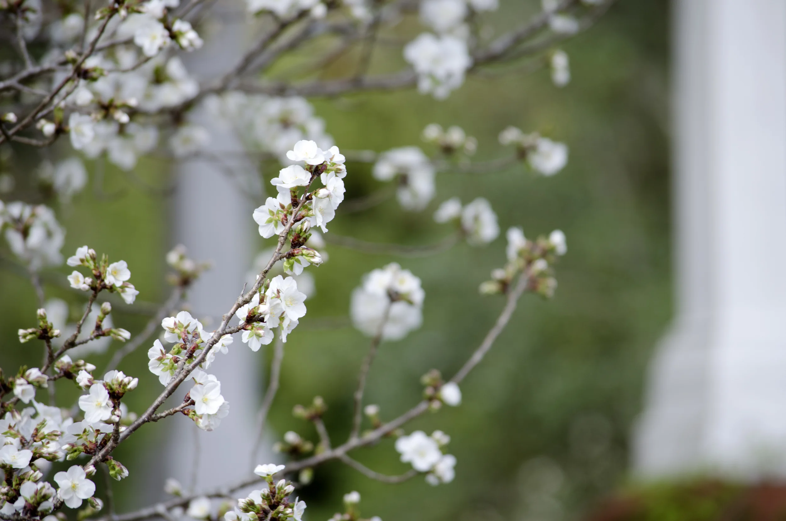 white-blossom-branch-columns.jpg