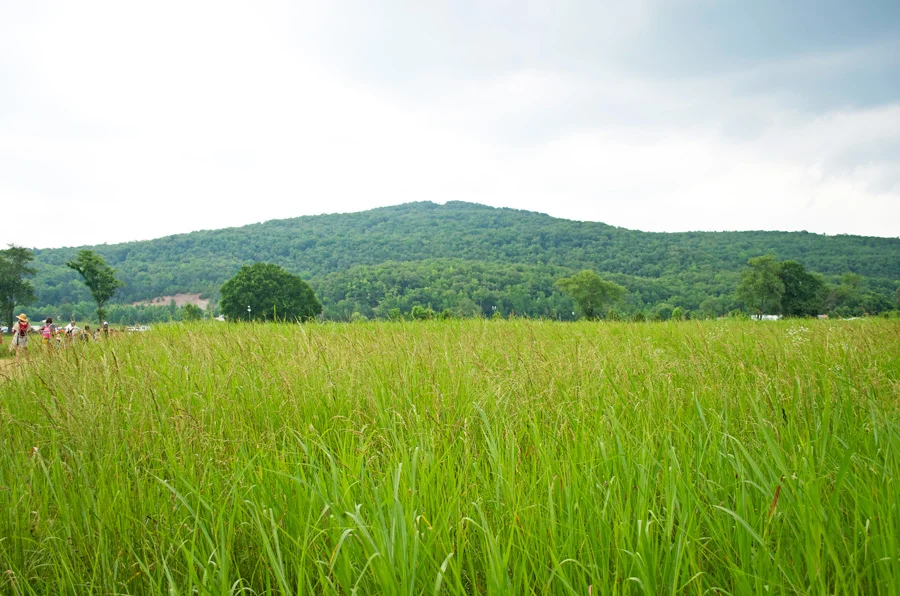 grassy-field-mountain-river.jpg