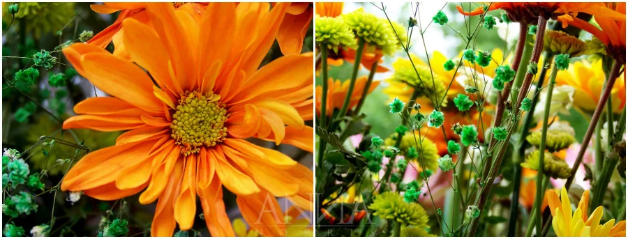 bouquet-composite-landscape.jpg