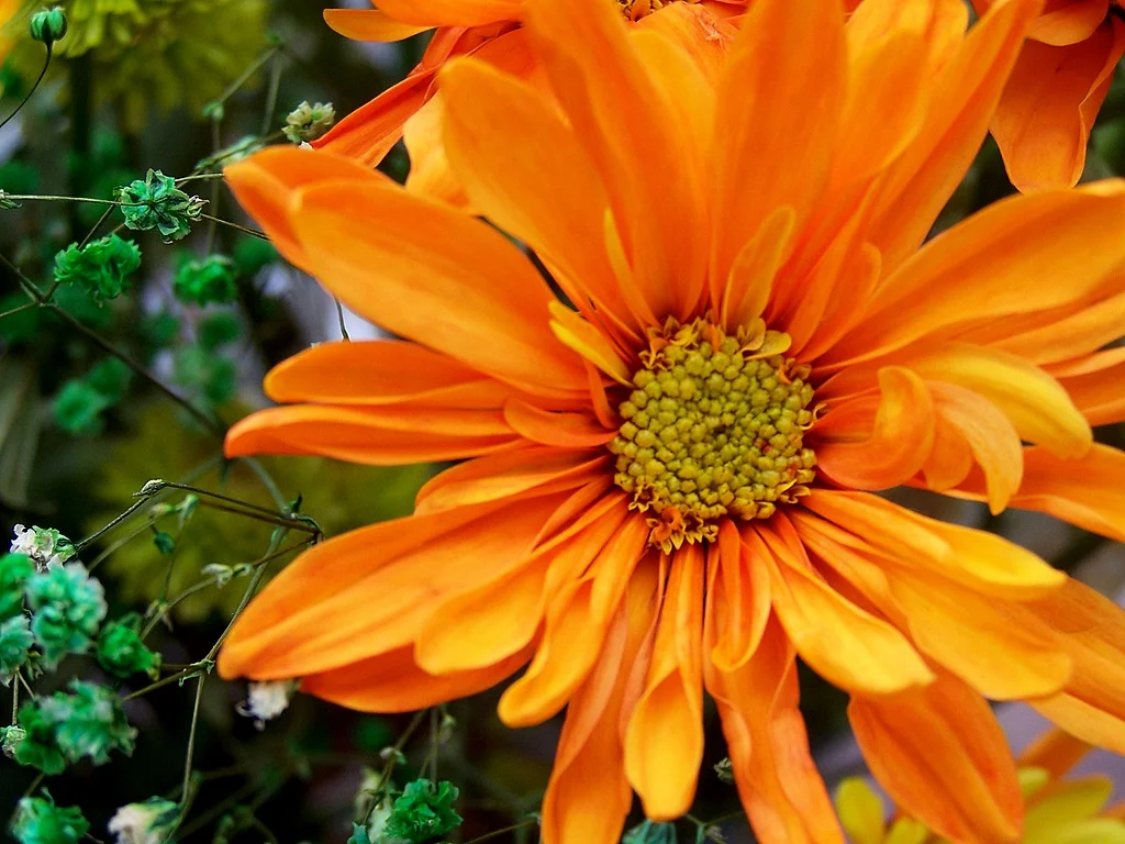 Bouquet-daisy.jpg
