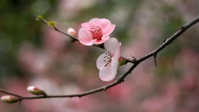feature-cherry-blossom.jpg