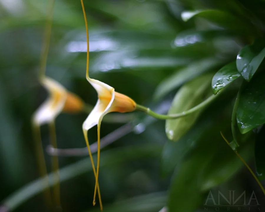 side-perspective-orchid.jpg
