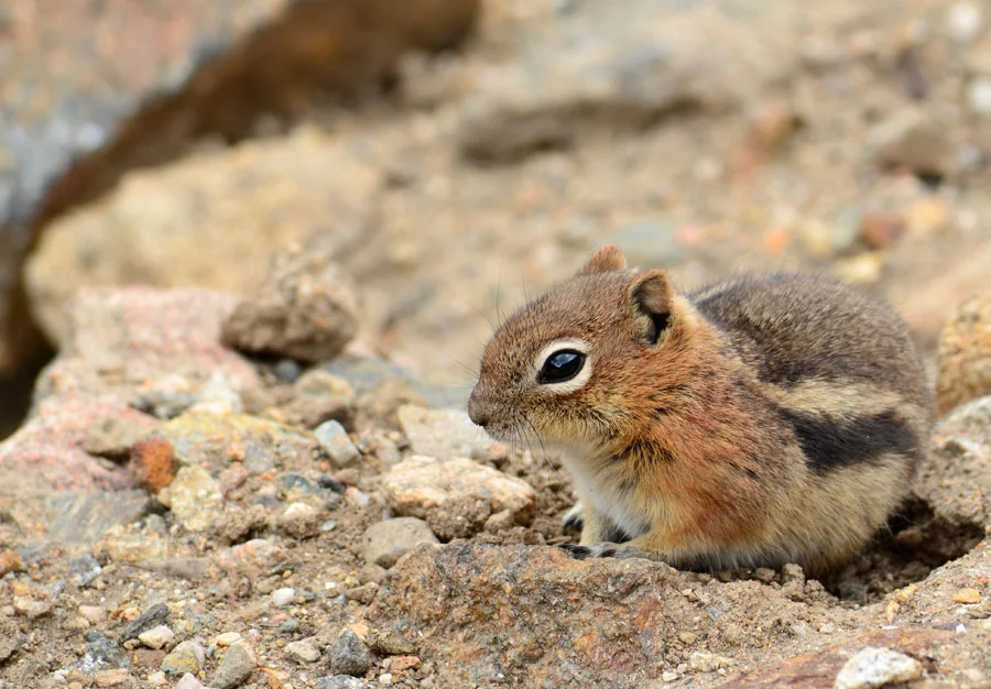 chipmunk-1.jpg