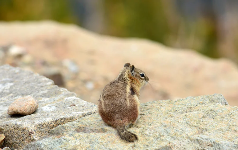 chipmunk-4.jpg