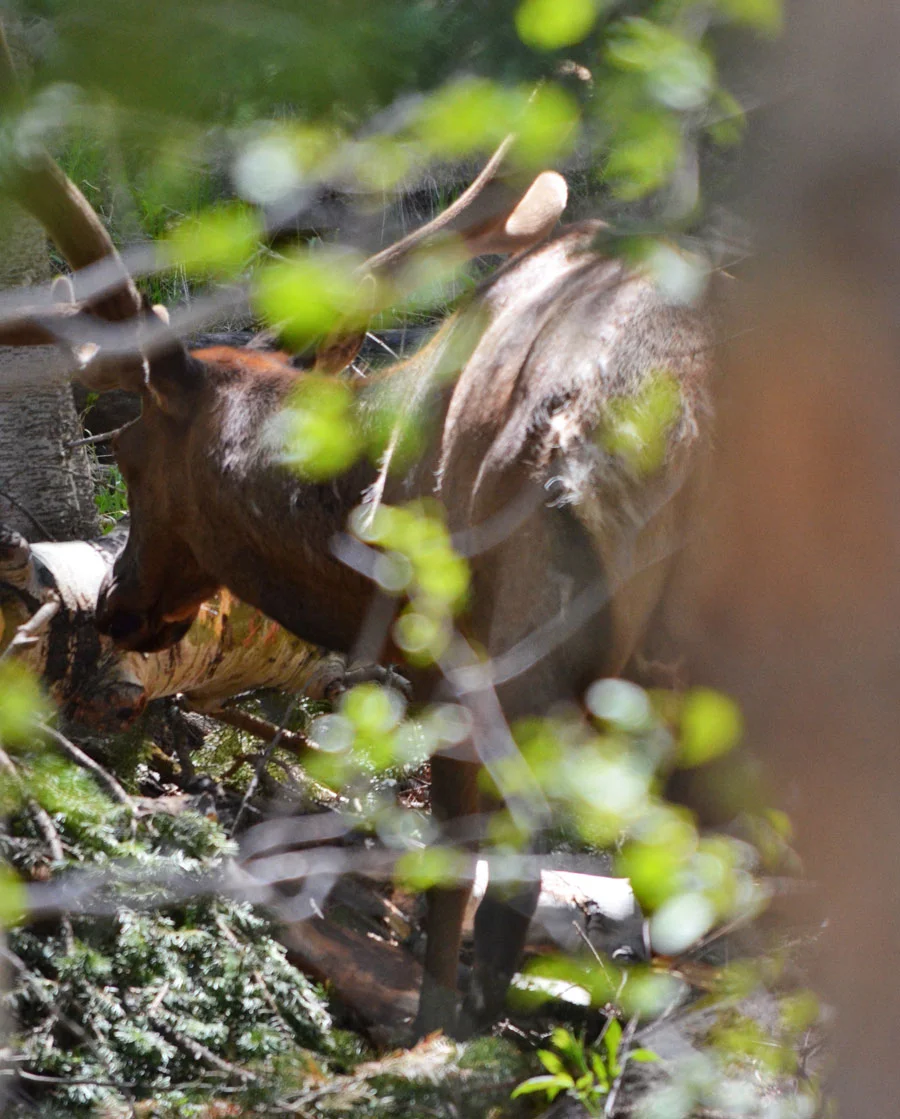 Elk-in-woods.jpg