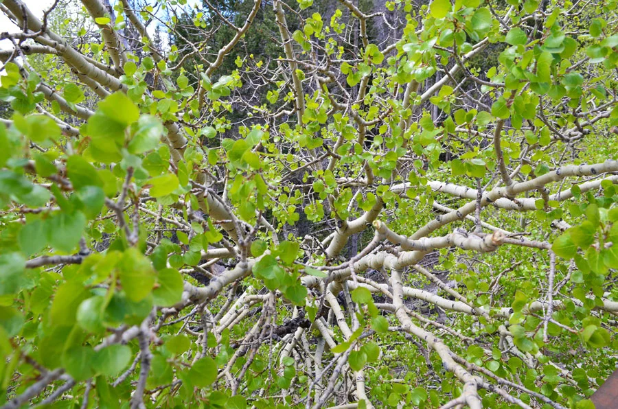 Fallen-aspen.jpg