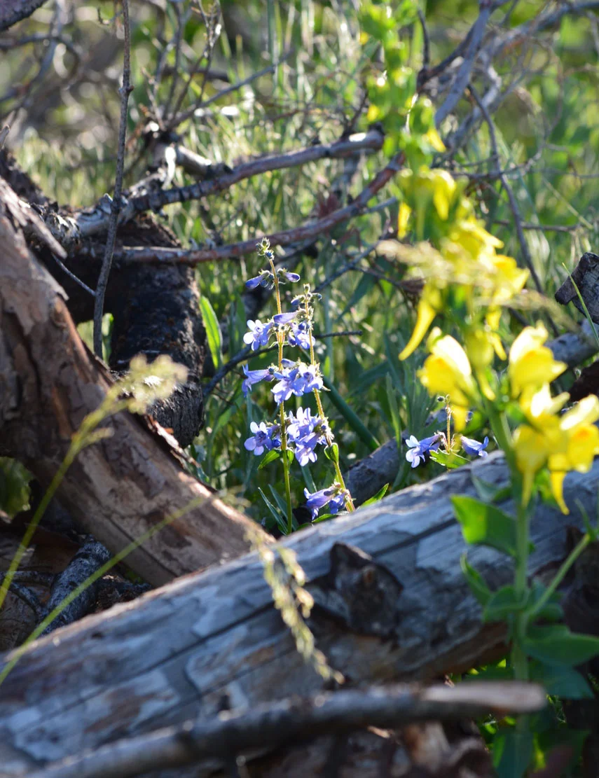blue-alpine-flowers-framed.jpg