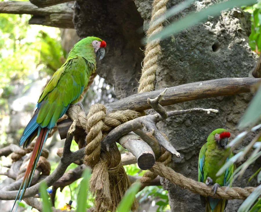 Macaws.jpg