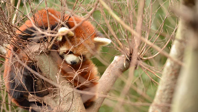 red-panda-feature.jpg.jpg