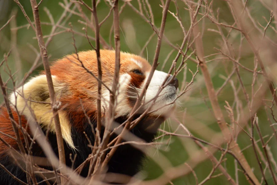 red-panda-sleepy.jpg