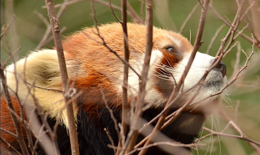 Red-Panda-Waking-Up.jpg