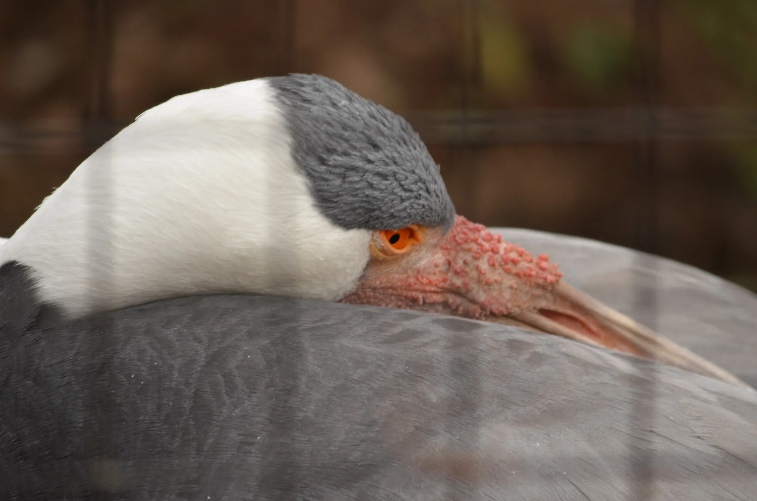 DSC_0868.JPG