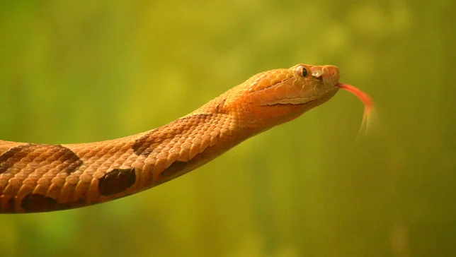snake-feature.jpg