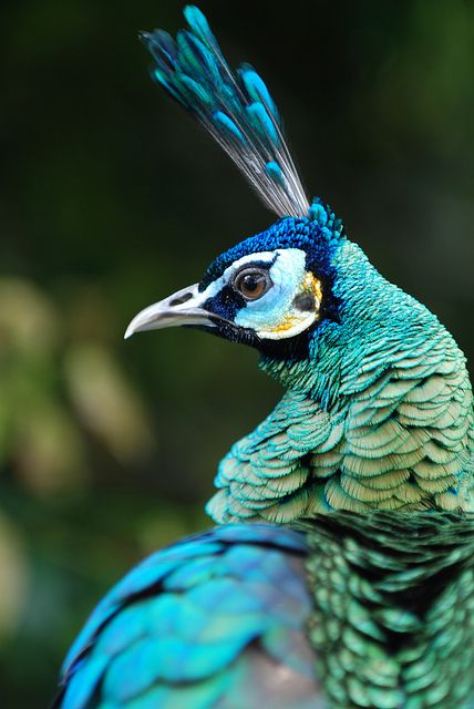peacock00.jpg