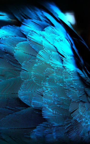 peacock21.jpg