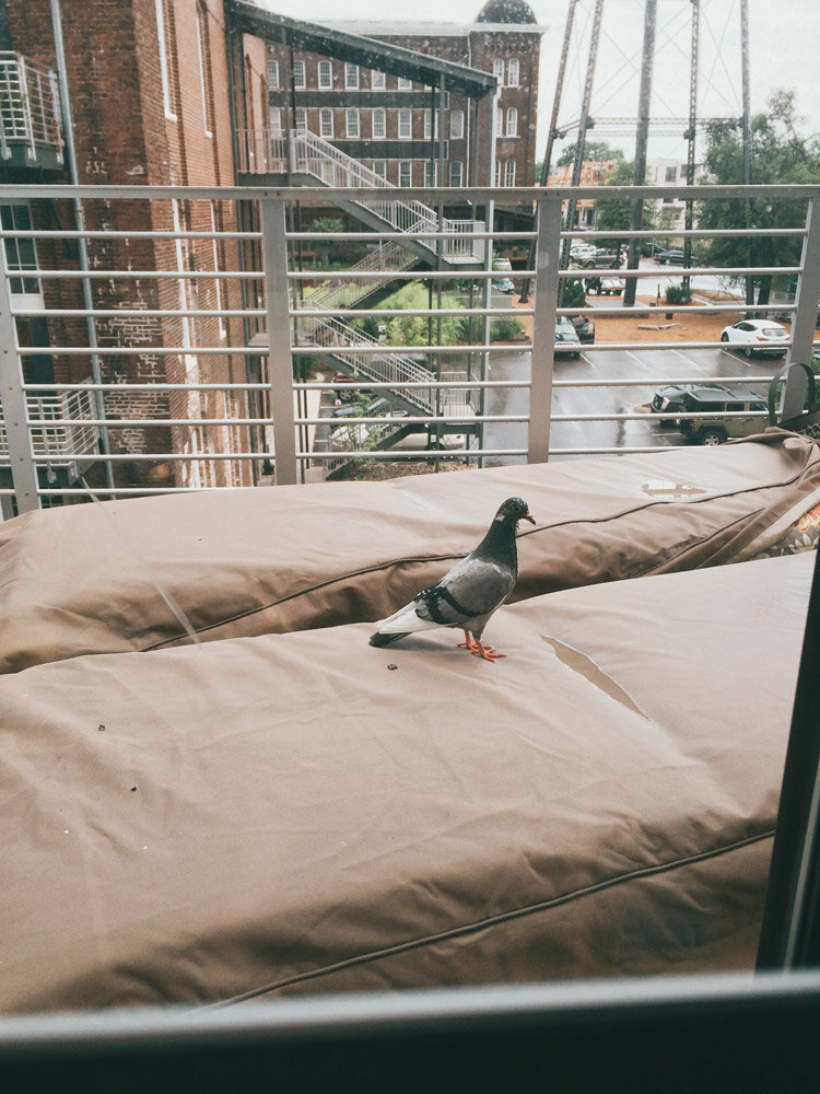 pigeon-on-balcony.jpg