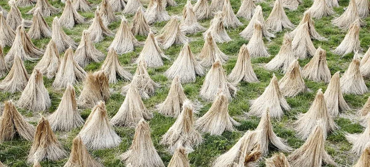Linen_03.jpg