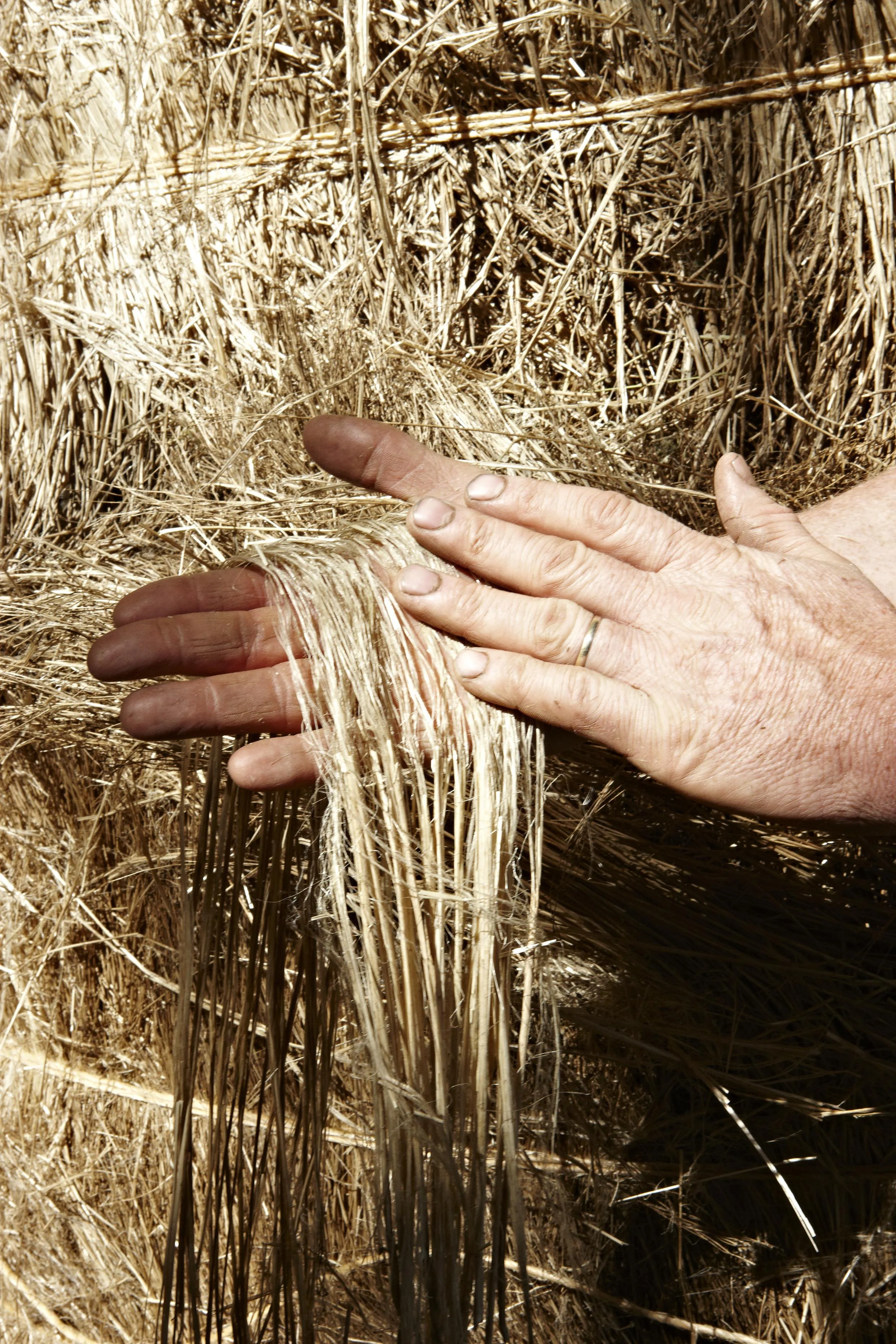 Linen_02.jpg