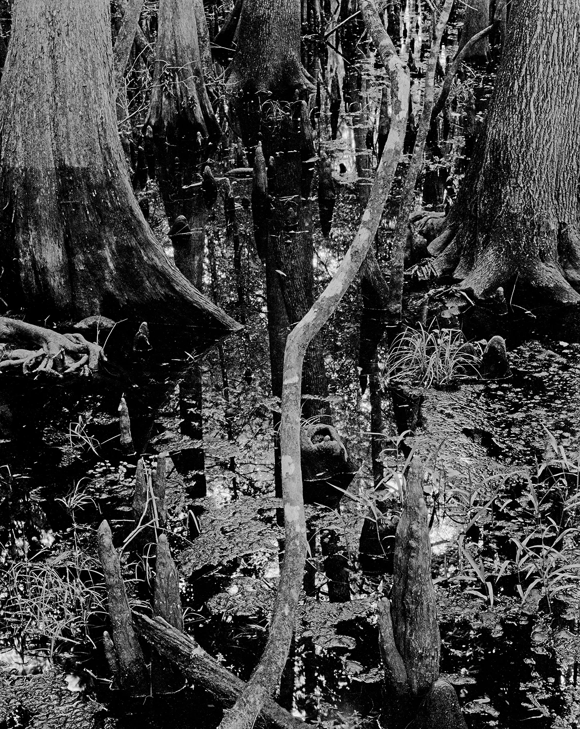 Manattee Springs Website.jpg