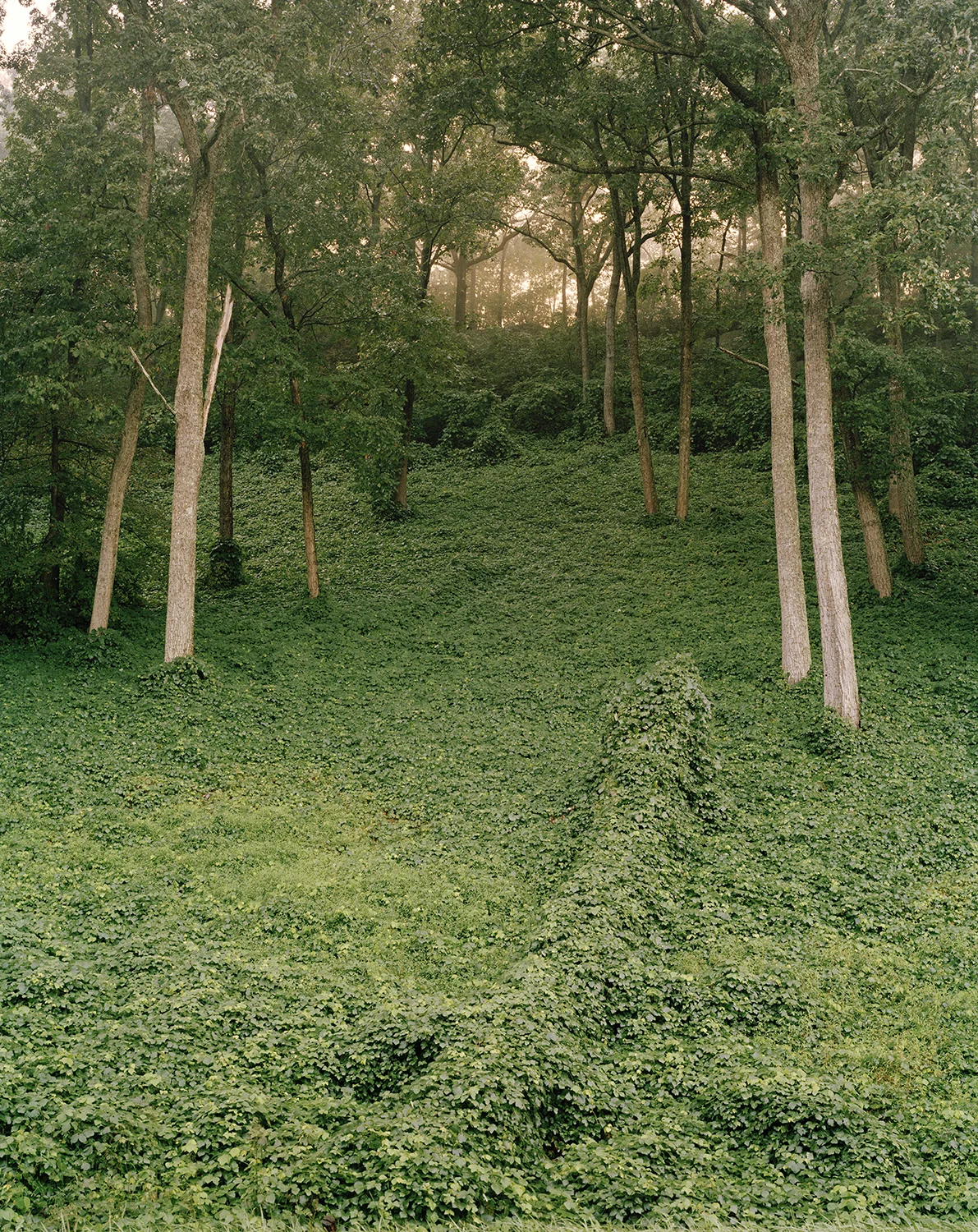 Kudzu Huntsville Website.jpg