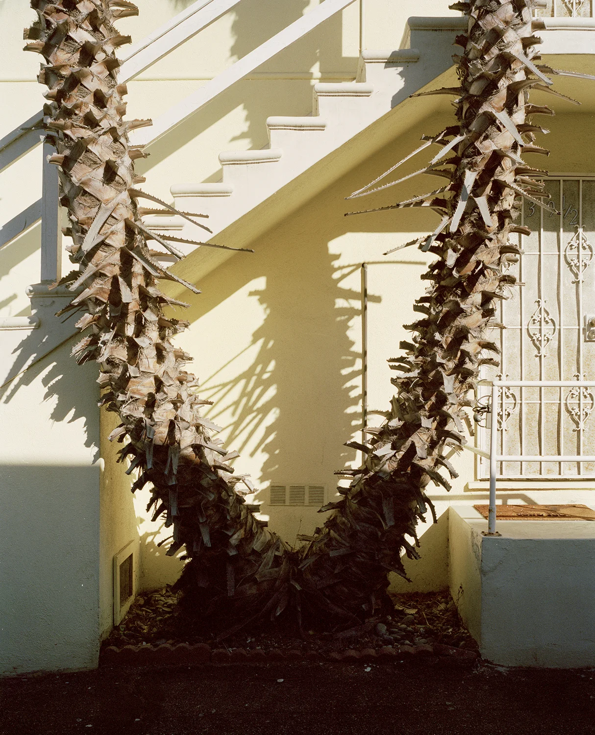 CA Palms Website.jpg