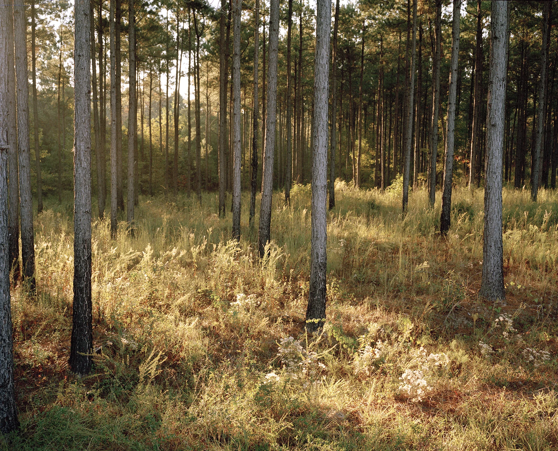 Lanscape near Cobbtown Church Website.jpg