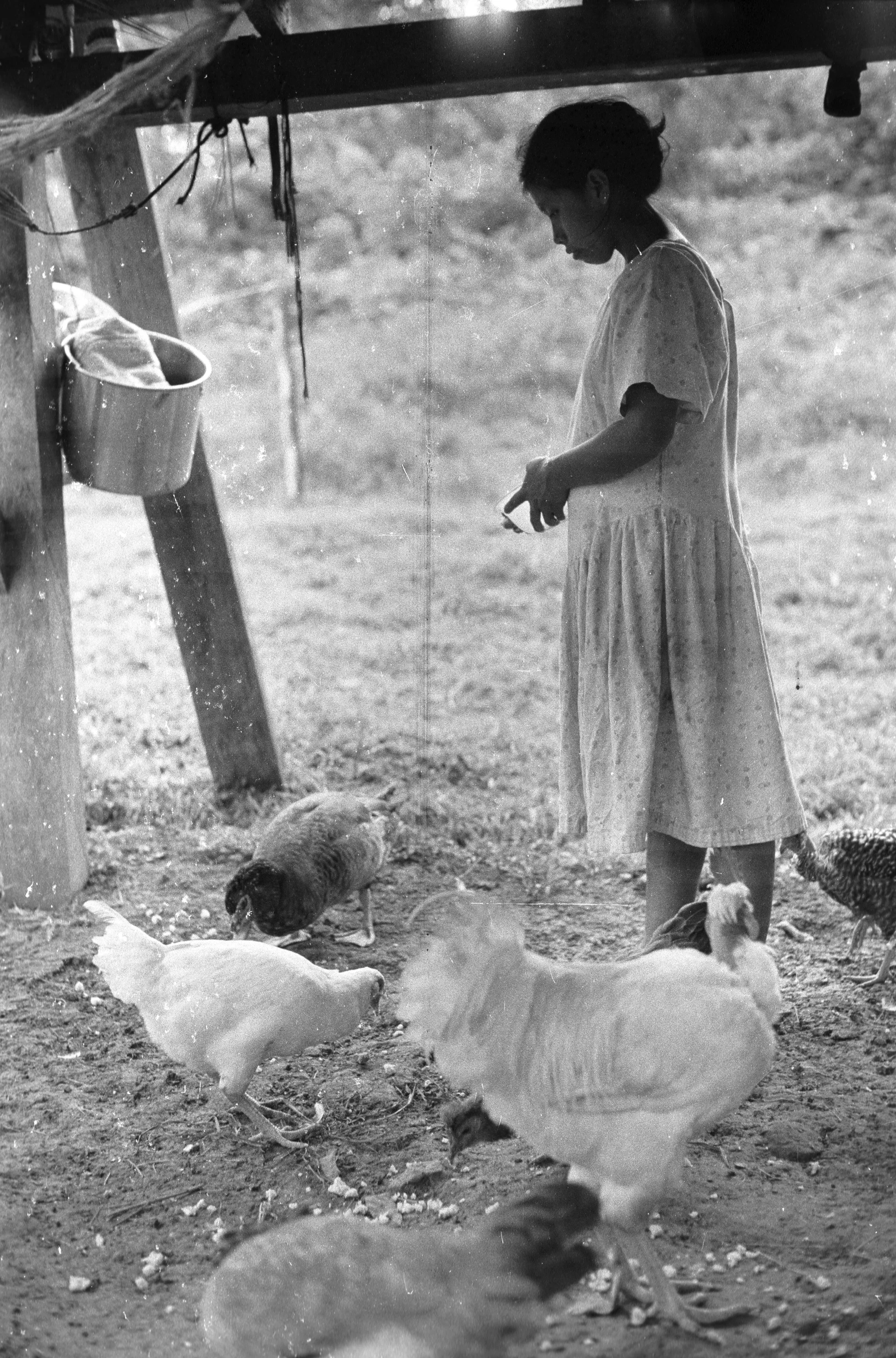 Isabella feeding chix.jpg