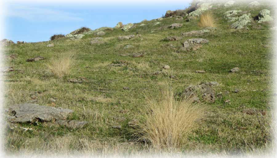 Nassella spot sprayed with Taskforce and Glyphosate