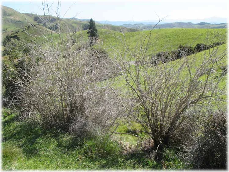 Herbicide Trial - European Barberry 3 months after application